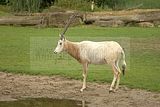 leipzig zoo-01_07_2011_zoo_allgemein_240